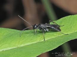 Attēlu rezultāti vaicājumam “Pompilidae”