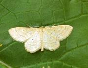 Attēlu rezultāti vaicājumam “Idaea sylvestraria”
