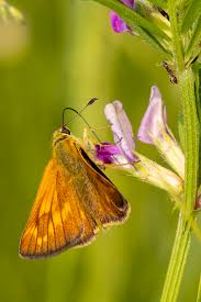 Attēlu rezultāti vaicājumam “Ochlodes sylvanus male”