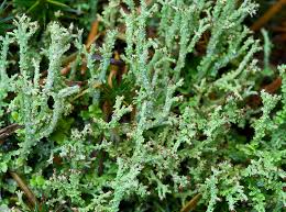 Attēlu rezultāti vaicājumam “Cladonia”