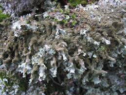 Attēlu rezultāti vaicājumam “Parmelia submontana”