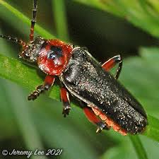 Attēlu rezultāti vaicājumam “Cantharis rustica”