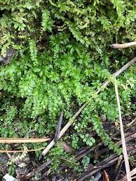 Attēlu rezultāti vaicājumam “Plagiomnium”