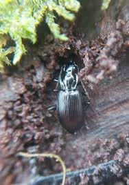 Attēlu rezultāti vaicājumam “Limodromus assimilis”