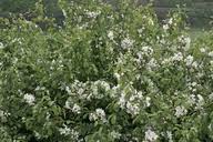 Attēlu rezultāti vaicājumam “Malus mandshurica”
