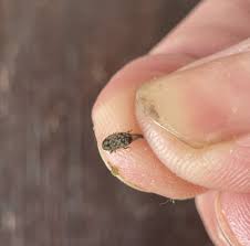 Attēlu rezultāti vaicājumam “Rhynchaenus lonicerae”