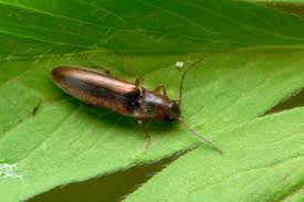 Attēlu rezultāti vaicājumam “Dalopius marginatus”