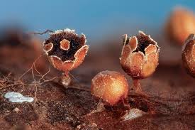 Attēlu rezultāti vaicājumam “Metatrichia sp.”