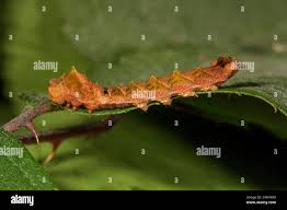 Attēlu rezultāti vaicājumam “Thyatira batis larva”