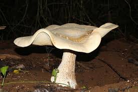 Image result for macrocybe titans