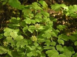 Attēlu rezultāti vaicājumam “Adoxa moschatellina”