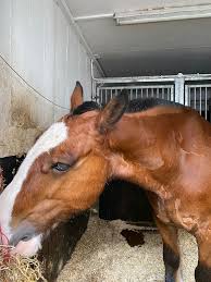 Image result for The Polytechnic Rambling Club