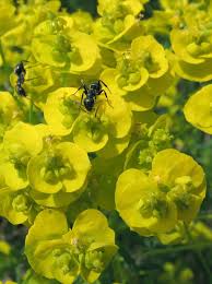 Attēlu rezultāti vaicājumam “Euphorbia cyparissias flower”