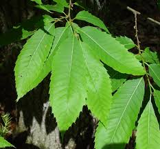 Attēlu rezultāti vaicājumam “Castanea sativa  leaf”