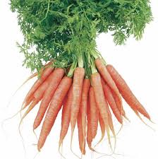 Attēlu rezultāti vaicājumam “Daucus sativus”