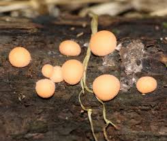 Attēlu rezultāti vaicājumam “Lycogala cf. fossiculatum sessile”