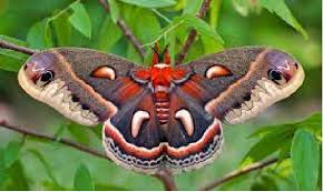 Attēlu rezultāti vaicājumam “Saturniidae”