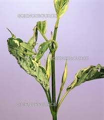 Attēlu rezultāti vaicājumam “Pandemis corylana”