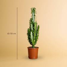 Image result for Wolfsmilch