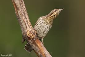 Image result for Jynx torquilla