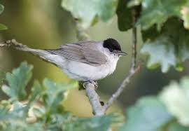 Attēlu rezultāti vaicājumam “Sylvia atricapilla male”