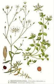 Attēlu rezultāti vaicājumam “Stellaria graminea”