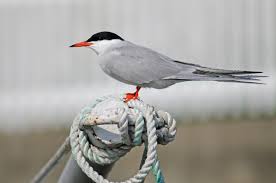 Attēlu rezultāti vaicājumam “Sterna hirundo”