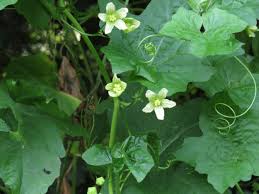 Attēlu rezultāti vaicājumam “Bryonia alba flower”