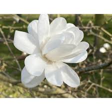 Attēlu rezultāti vaicājumam “Magnolia x loebneri flower”
