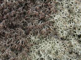 Attēlu rezultāti vaicājumam “Cladonia ciliata”