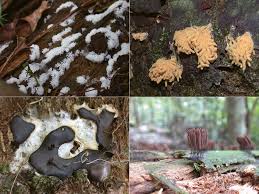 Attēlu rezultāti vaicājumam “Lindbladia tubulina spores”