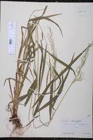 Attēlu rezultāti vaicājumam “Cinna latifolia”