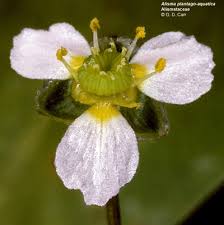 Attēlu rezultāti vaicājumam “Alisma plantago-aquatica flower”