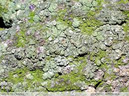 Attēlu rezultāti vaicājumam “Lecanora conizaeoides”