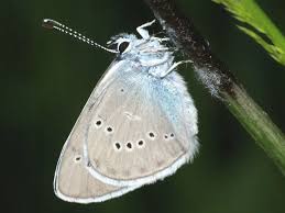 Attēlu rezultāti vaicājumam “Cyaniris semiargus male”