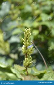Attēlu rezultāti vaicājumam “Syringa vulgaris fruit”