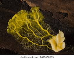 Attēlu rezultāti vaicājumam “myxomicetes”