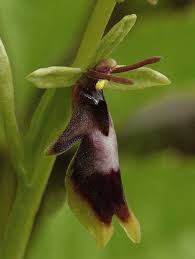 Attēlu rezultāti vaicājumam “Ophrys insectifera”