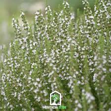 Image result for Hyssopus officinalis