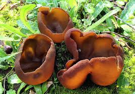 Attēlu rezultāti vaicājumam “Peziza badia”