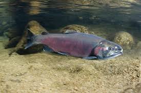 Image result for Oncorhynchus kisutch