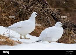 Image result for Lagopus muta