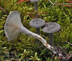 Attēlu rezultāti vaicājumam “Cantharellula umbonata”