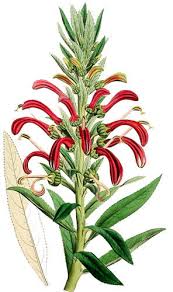 Attēlu rezultāti vaicājumam “Lobeliaceae”