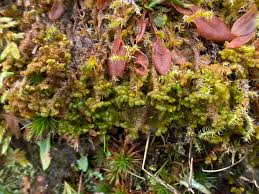 Attēlu rezultāti vaicājumam “Ptilidium pulcherrimum sporophyte”