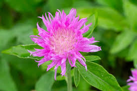 Attēlu rezultāti vaicājumam “Centaurea phrygia flower”