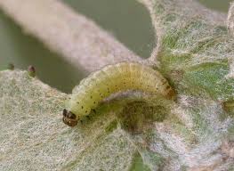 Attēlu rezultāti vaicājumam “Platyptilia gonodactyla”