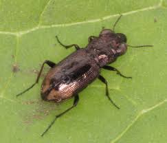 Attēlu rezultāti vaicājumam “Notiophilus palustris”