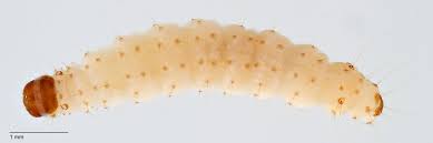Attēlu rezultāti vaicājumam “Tischeria complanella larva”
