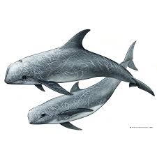 Image result for Grampus griseus